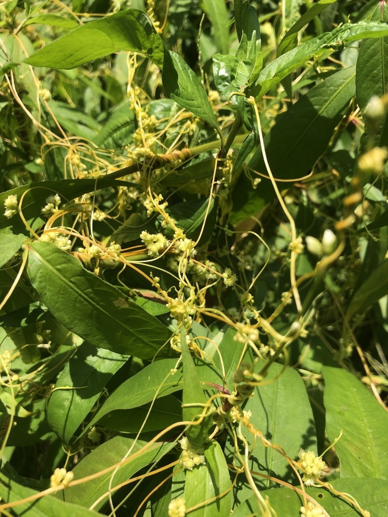 Smartweed Dodder photo 5