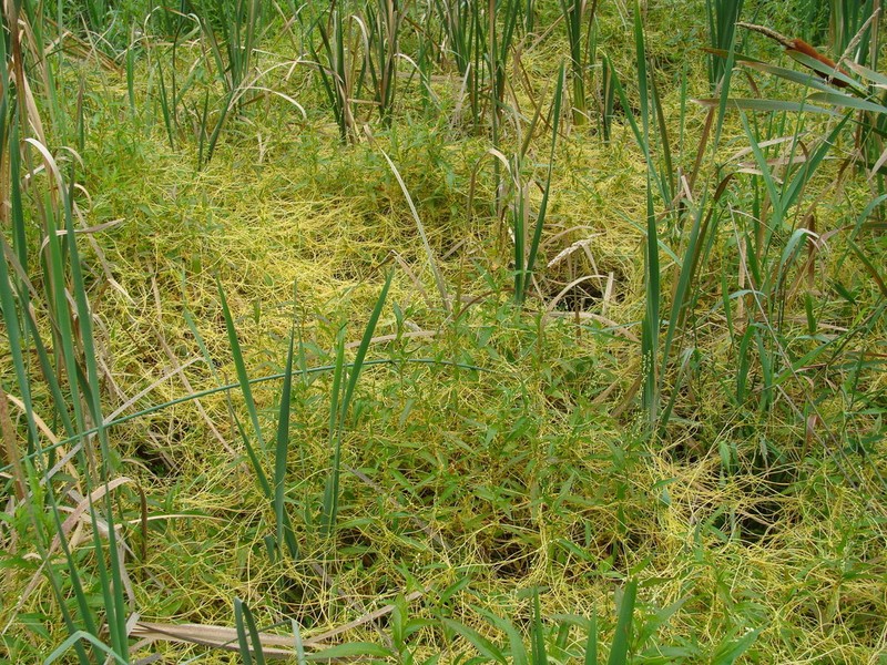 Smartweed Dodder photo 7
