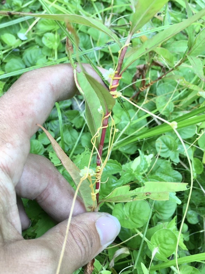 Smartweed Dodder photo 8