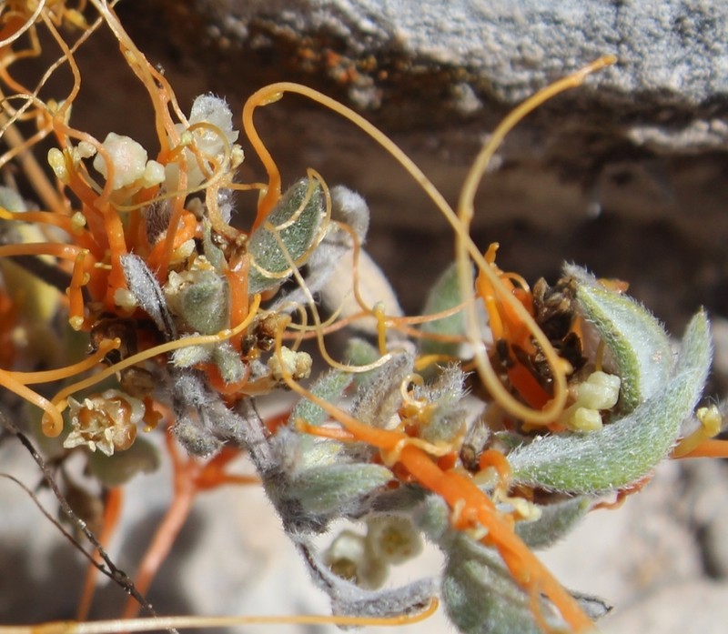 Globe Dodder photo 2