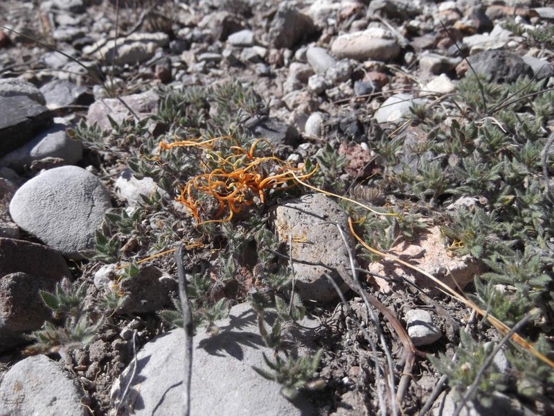 Globe Dodder photo 4