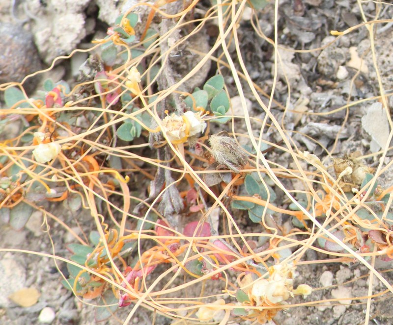 Globe Dodder photo 6