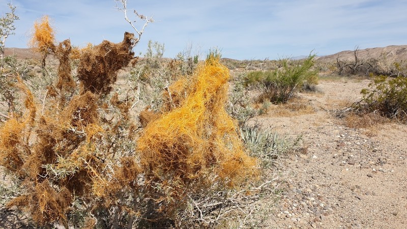 Cuscuta psorothamnensis