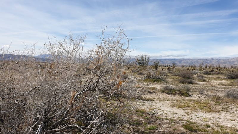 Cuscuta psorothamnensis photo 2