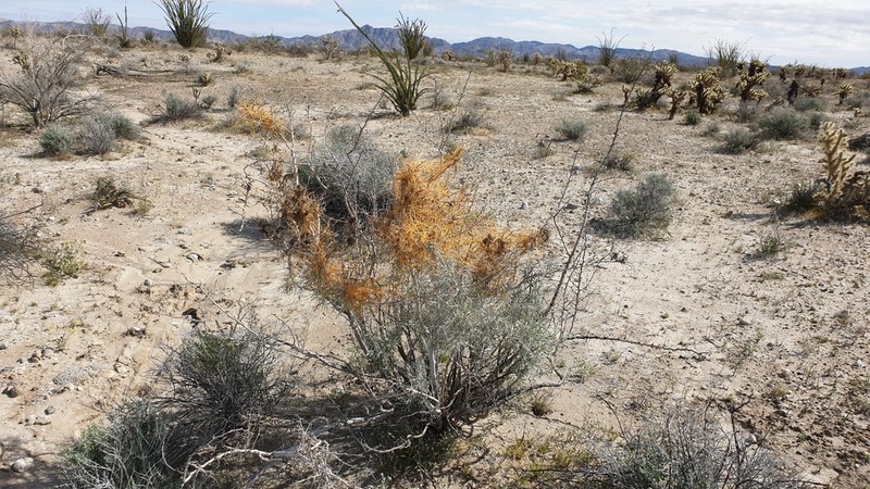 Cuscuta psorothamnensis photo 3