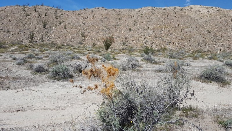 Cuscuta psorothamnensis photo 4
