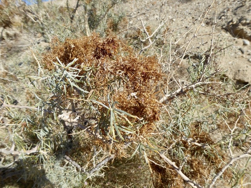 Cuscuta psorothamnensis photo 5