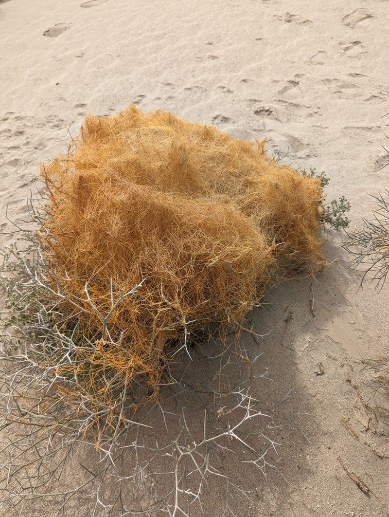 Cuscuta psorothamnensis photo 6