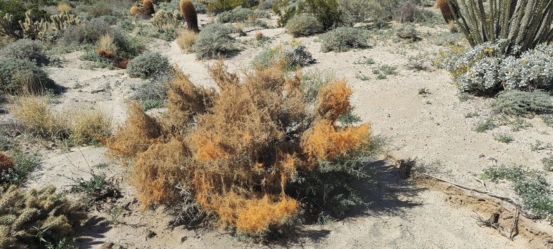 Cuscuta psorothamnensis photo 7