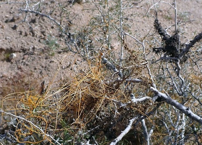 Cuscuta psorothamnensis photo 8