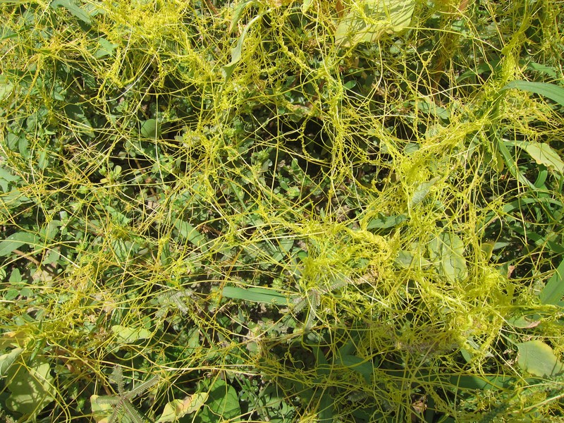 Giant Dodder photo 2