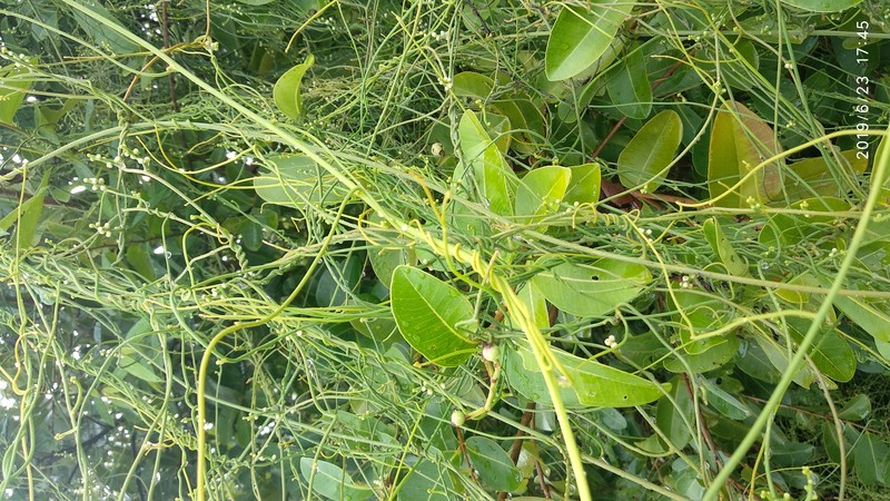 Giant Dodder photo 3