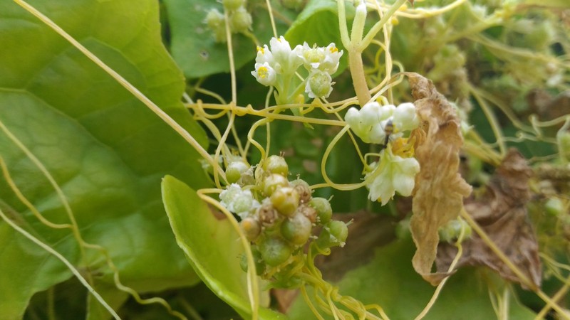 Giant Dodder photo 4