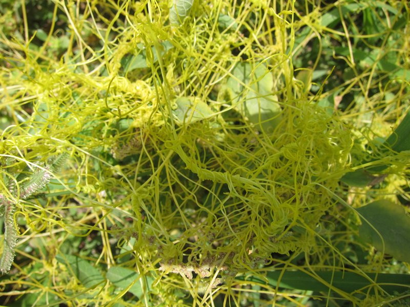 Giant Dodder photo 6