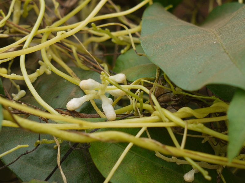 Giant Dodder photo 7