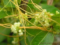Giant Dodder