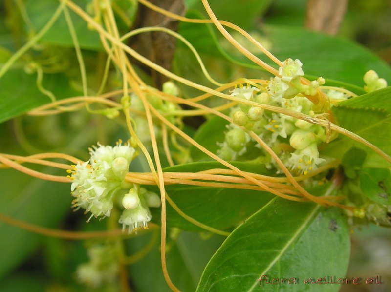 Giant Dodder