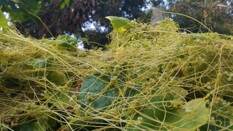 Giant Dodder photo 8
