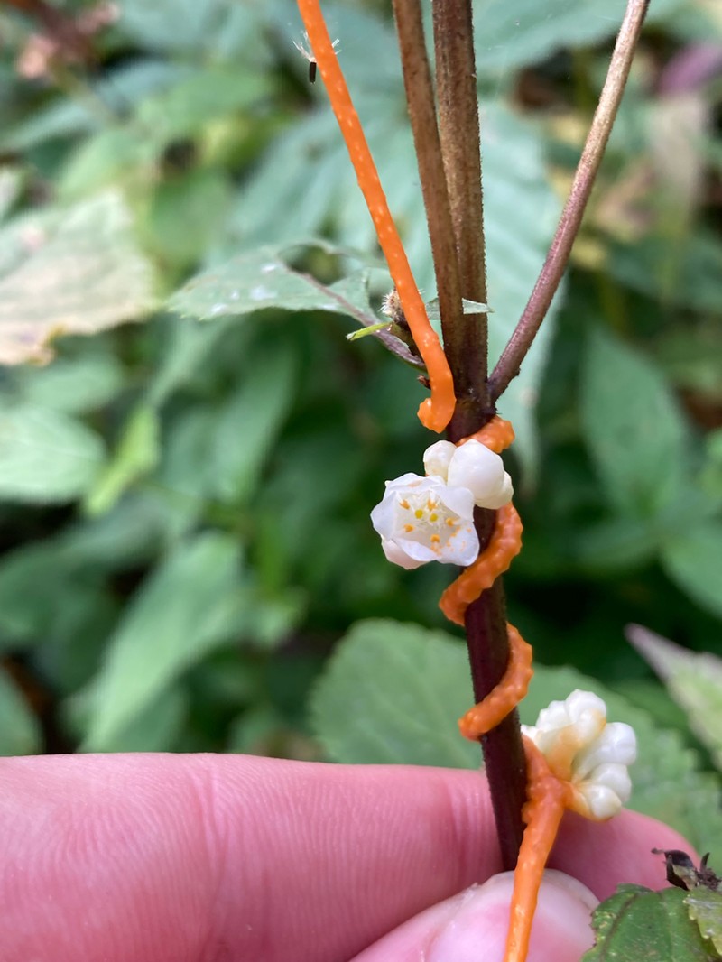 Beaked Dodder