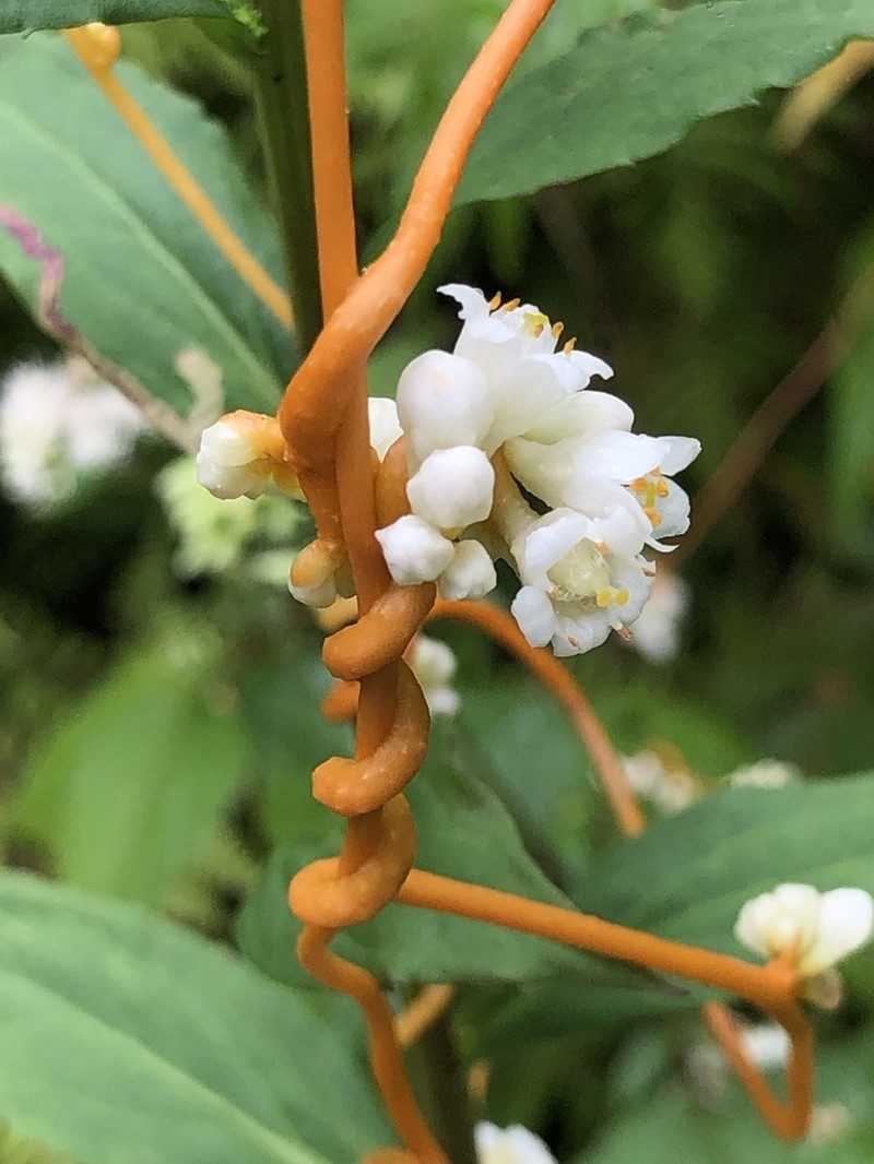 Beaked Dodder photo 2