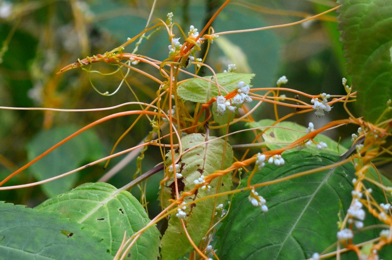 Beaked Dodder photo 3