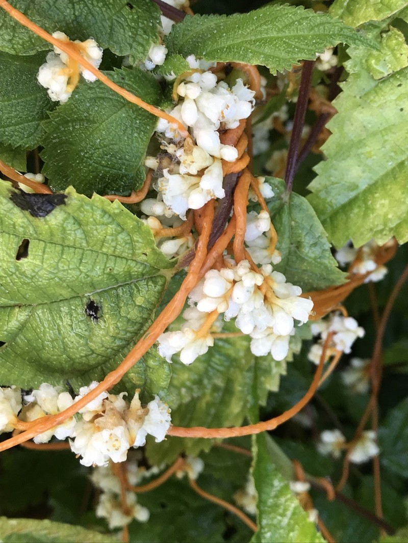 Beaked Dodder photo 4