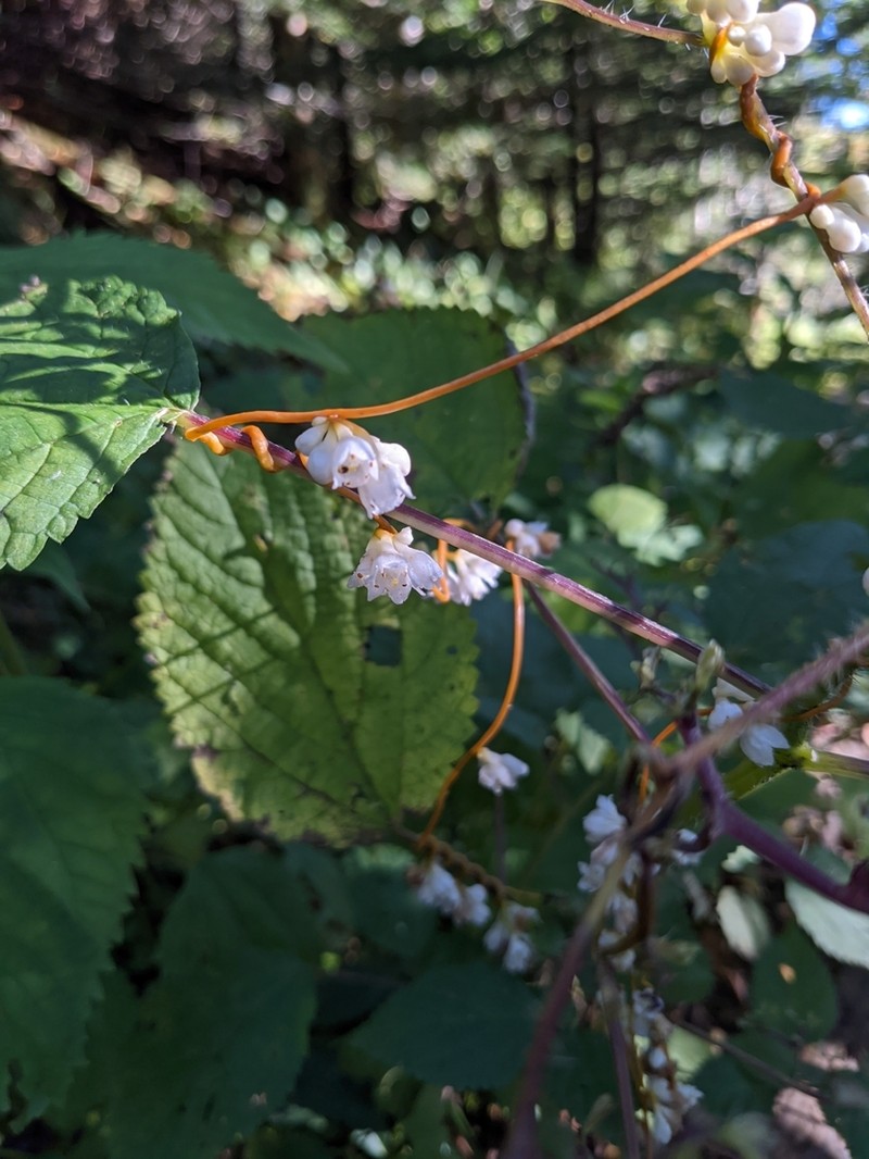 Beaked Dodder photo 5