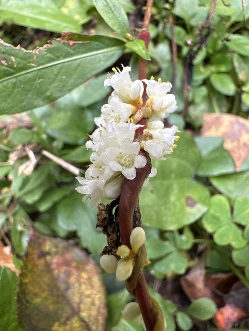 Beaked Dodder photo 6