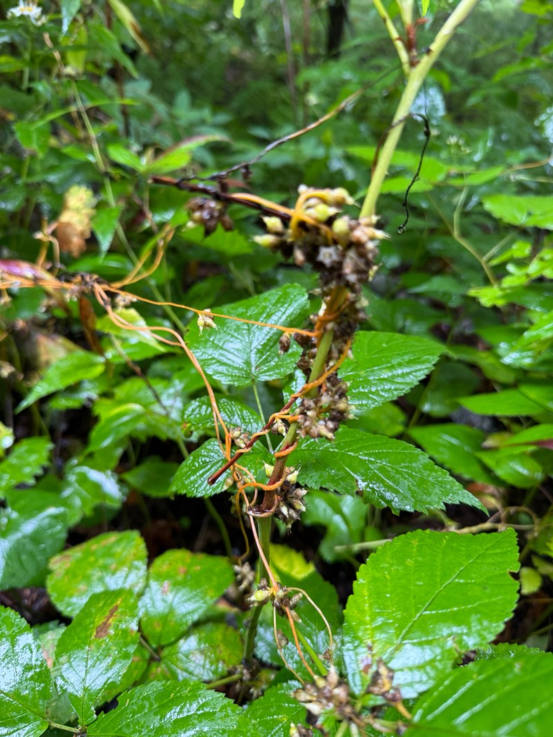 Beaked Dodder photo 7