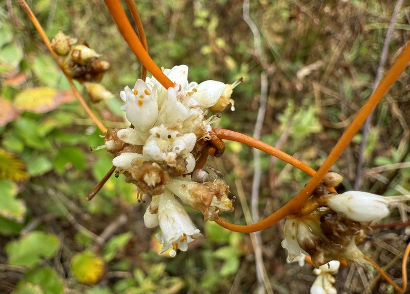 Beaked Dodder photo 8