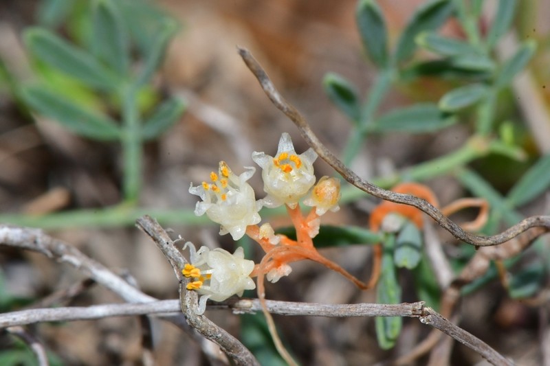 Runyon's Dodder