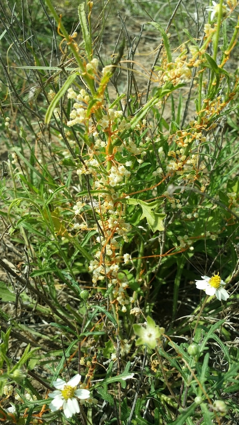 Runyon's Dodder photo 3