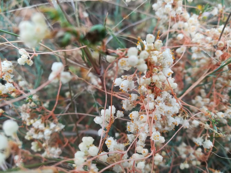Runyon's Dodder photo 5