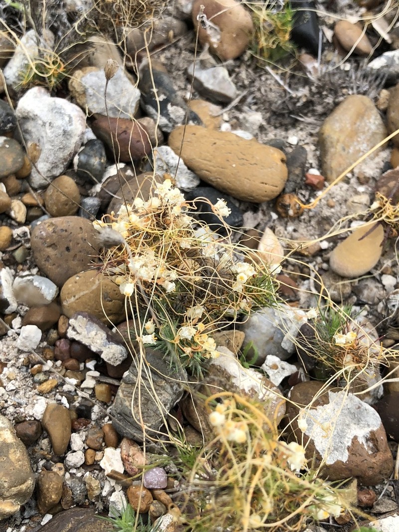 Runyon's Dodder photo 8
