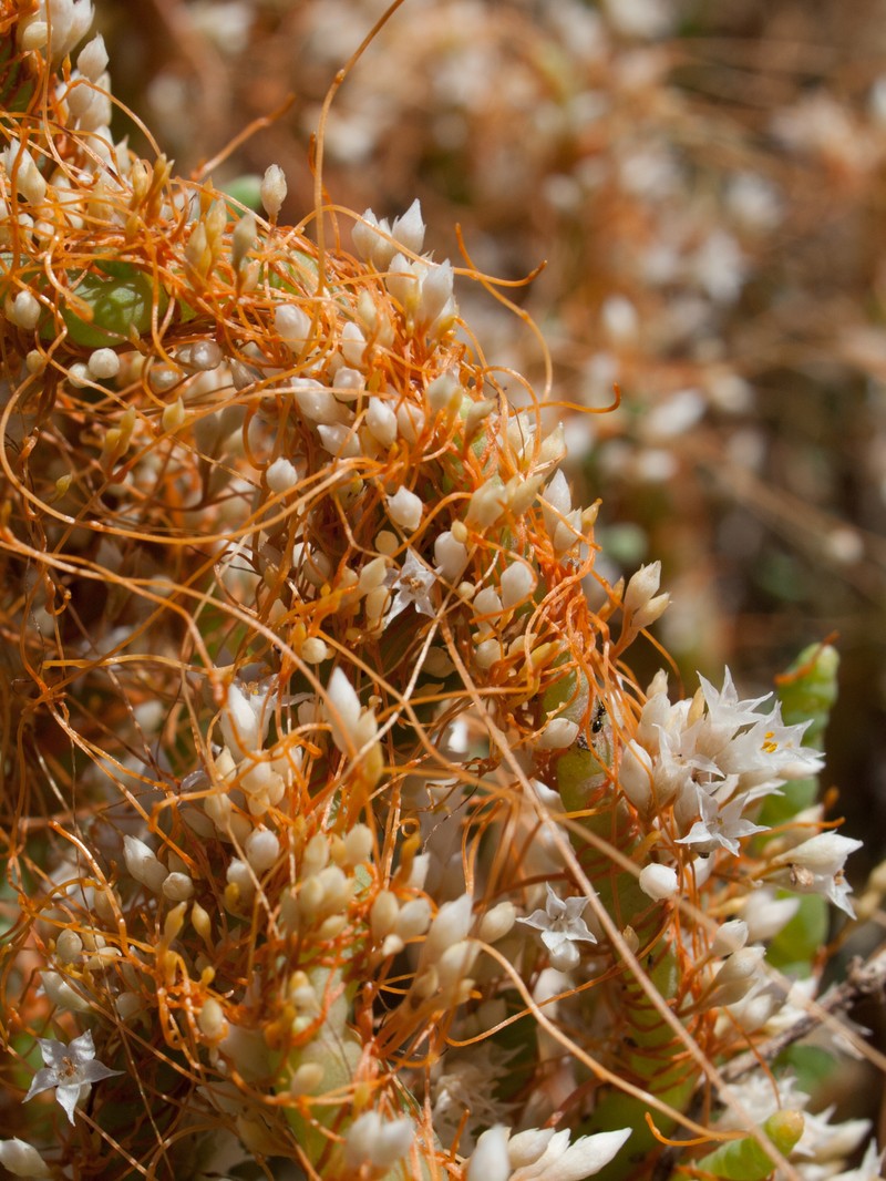 Saltmarsh Dodder
