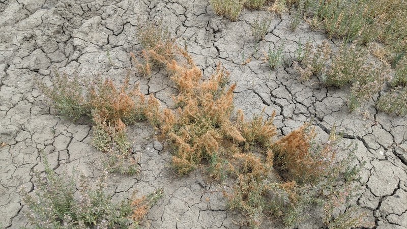 Saltmarsh Dodder