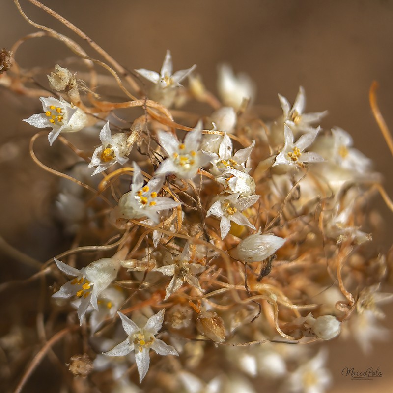 Saltmarsh Dodder photo 2