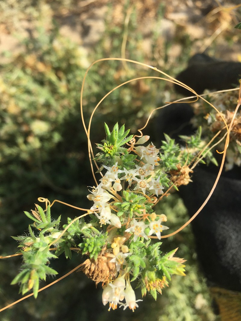 Saltmarsh Dodder photo 3