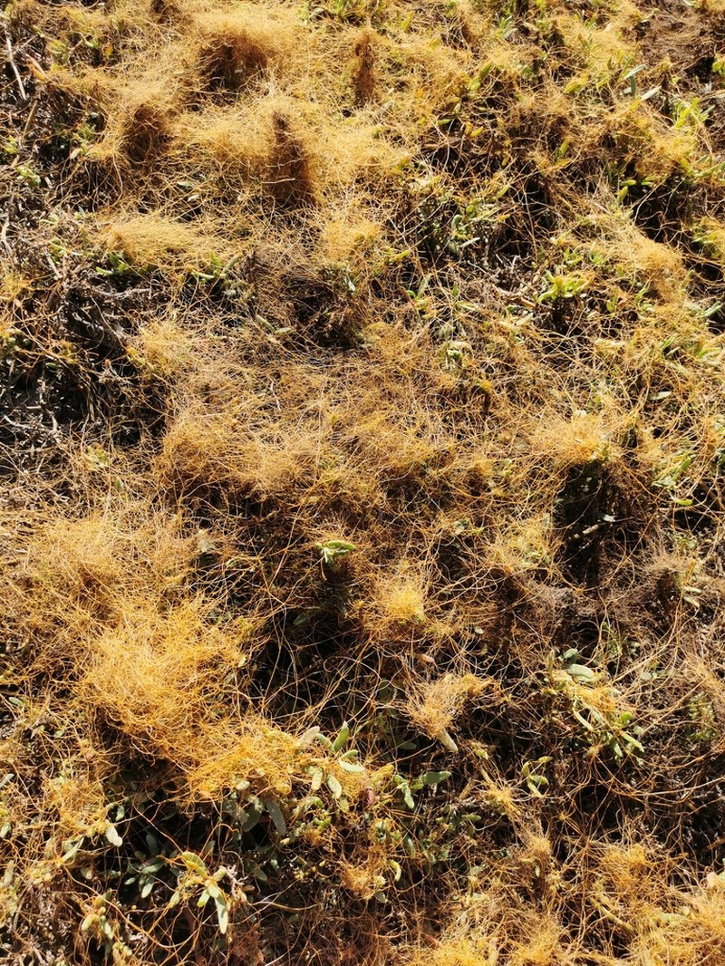 Saltmarsh Dodder photo 4