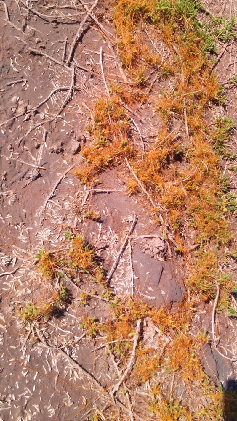 Saltmarsh Dodder photo 5