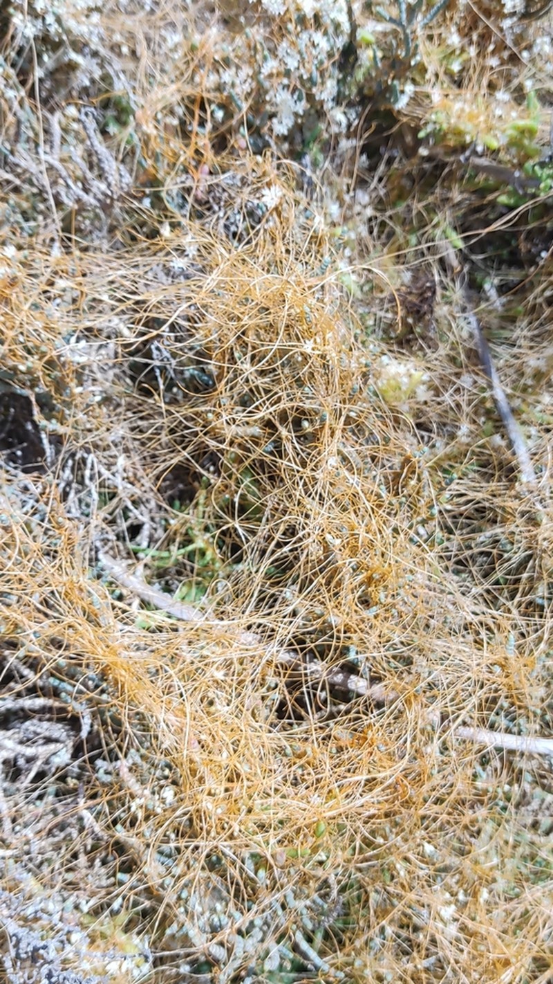 Saltmarsh Dodder photo 6