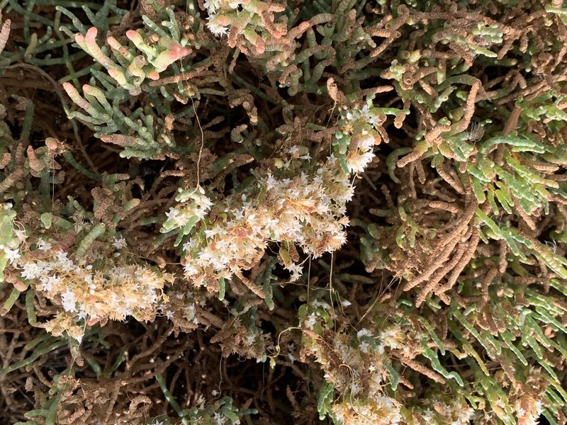 Saltmarsh Dodder photo 7