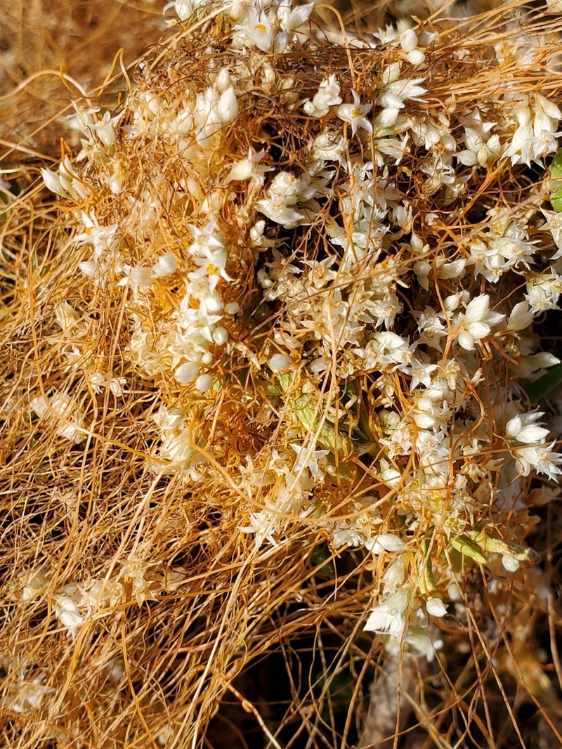 Saltmarsh Dodder photo 8