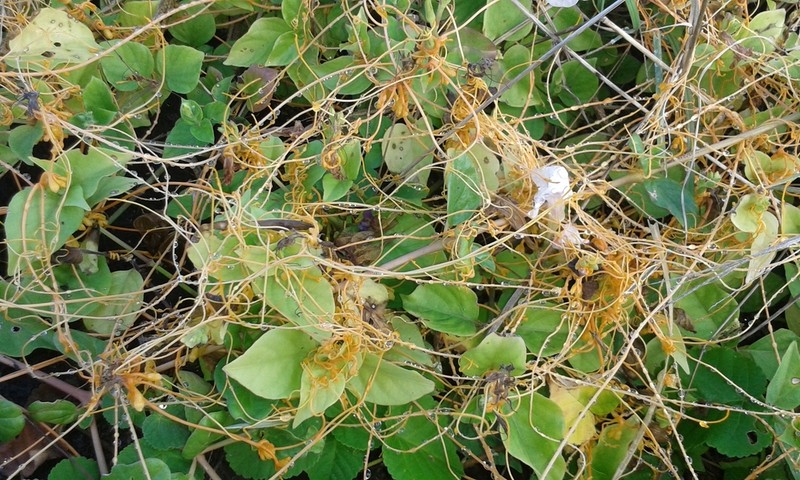 Kauna'Oa photo 2