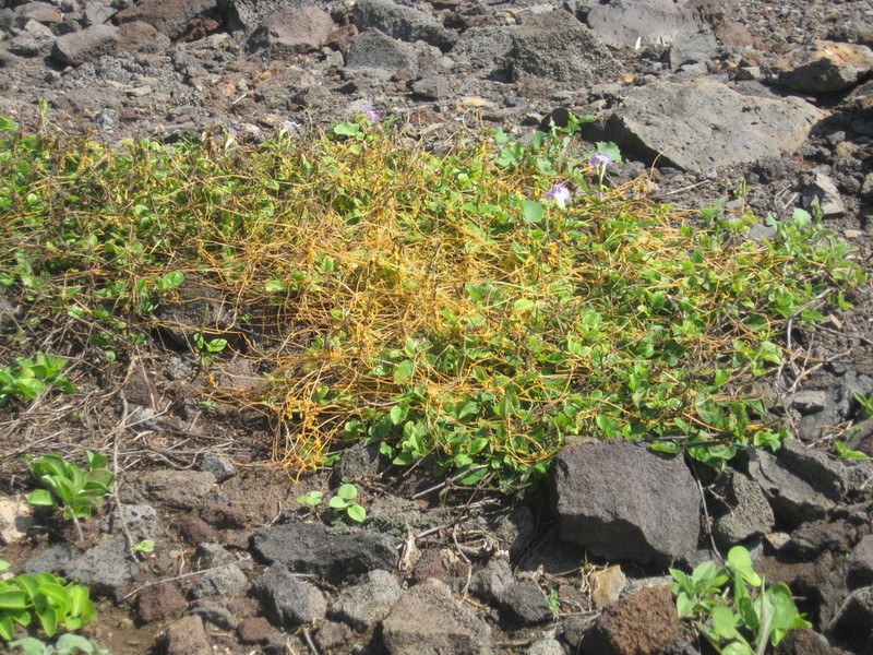 Kauna'Oa photo 3