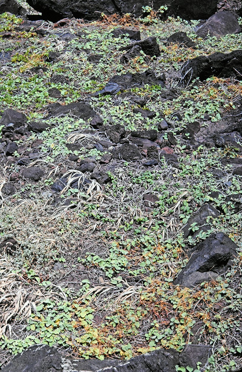 Kauna'Oa photo 7