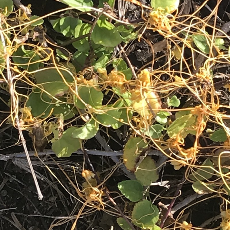 Kauna'Oa photo 8