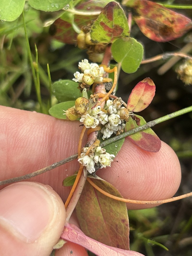 Cuscuta saururi
