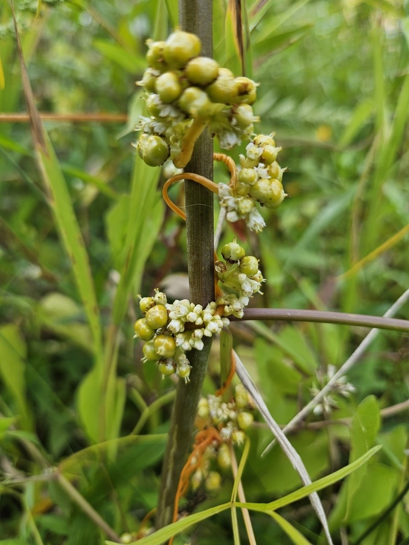 Cuscuta saururi photo 2
