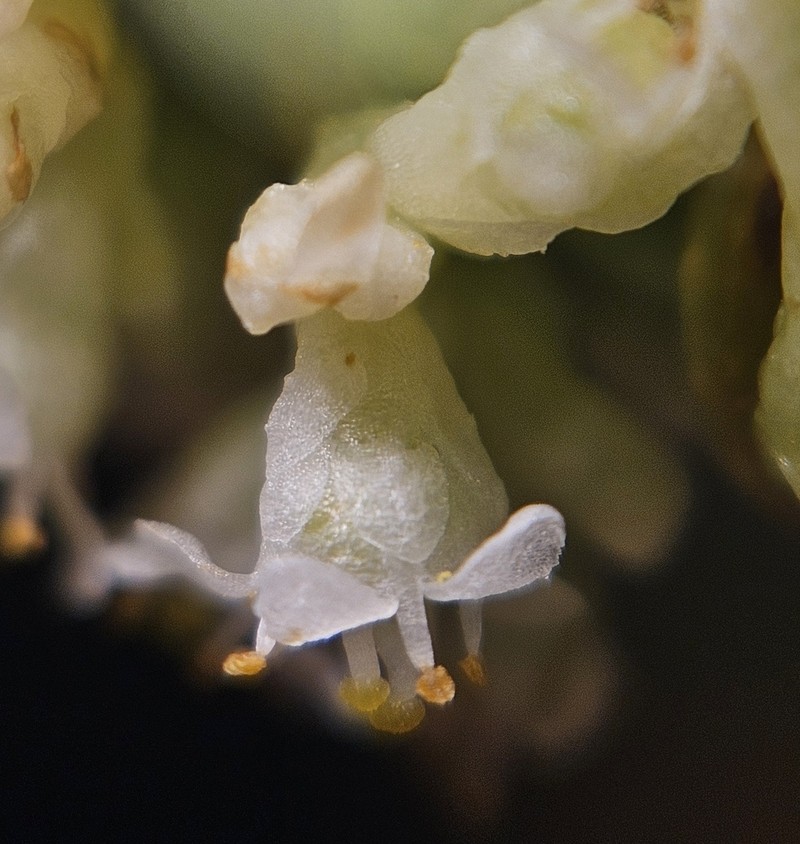 Cuscuta saururi photo 3